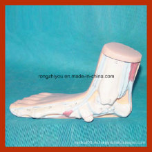 Modelo de pie anatómico humano Modelo de pie anormal (flatfoot)